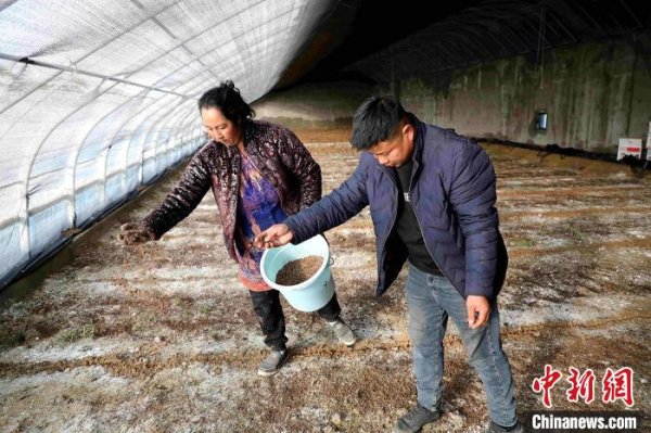 kaiyun.com （乡村行·看振兴）新疆兵团：食用菌栽培诱骗增收新“钱”景