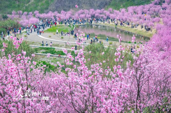 kaiyun开云官方网站 重庆: 粉色花海迎春来